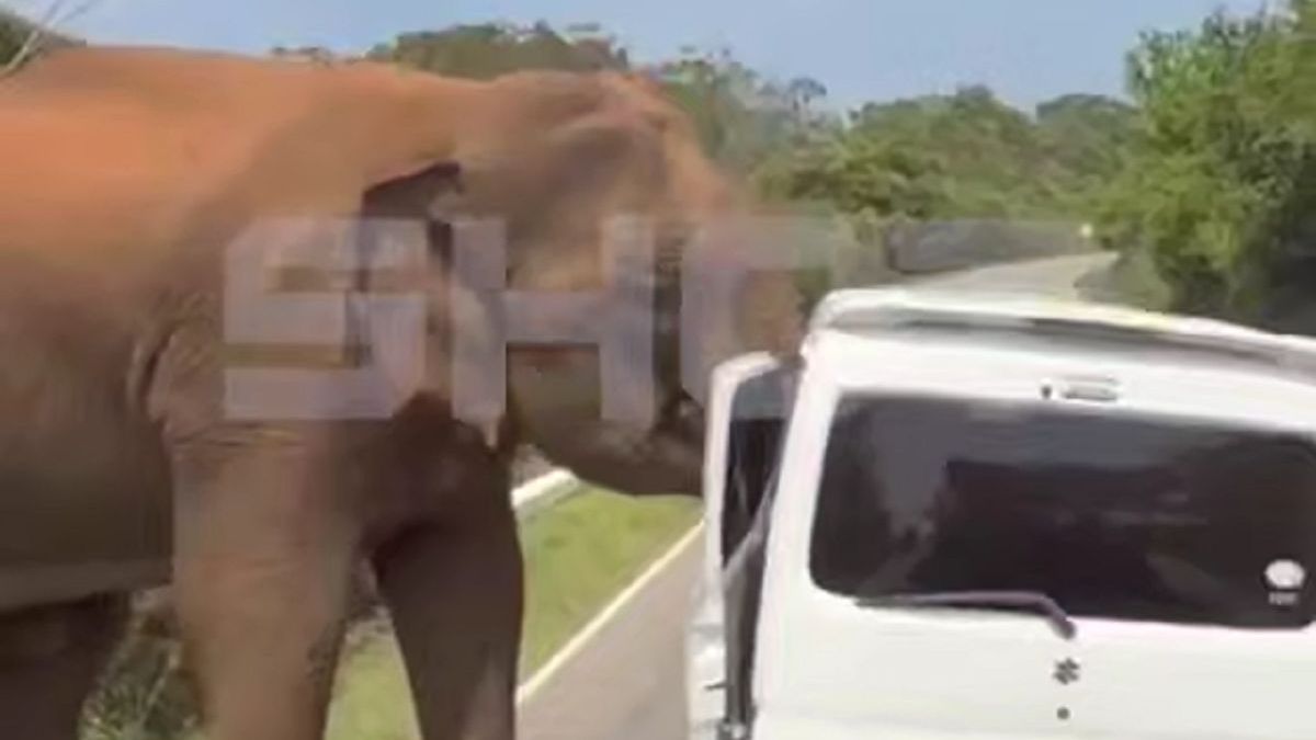 Слон напал на туристов на Шри-Ланке