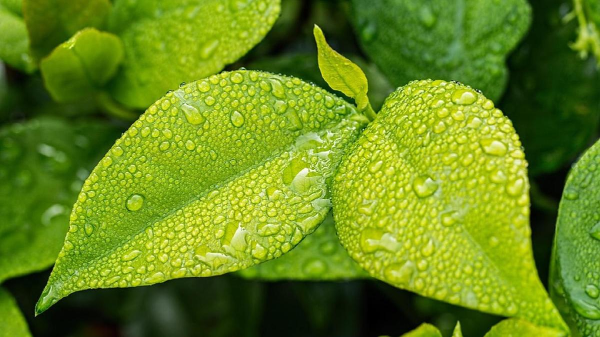 Жаңбырдан кейінгі ағаш жапырағы Жаңбырдан кейінгі ағаш жапырағы