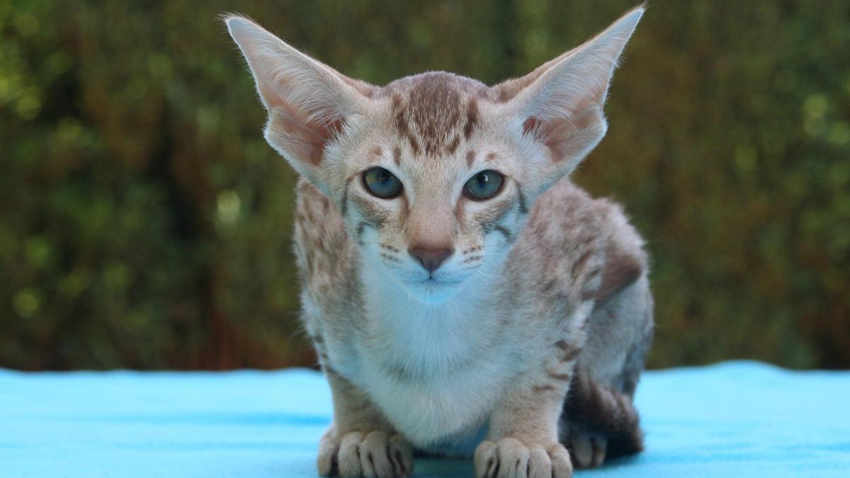 Кошки с большими ушами: породы и их особенности