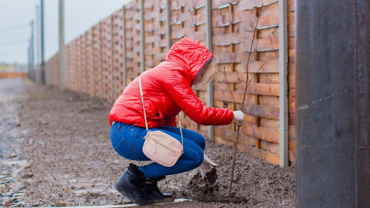 Девушка садит саженец дерева у забора