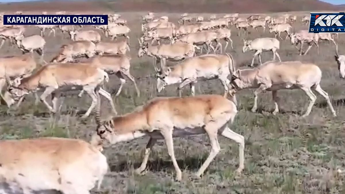 Сайгаки