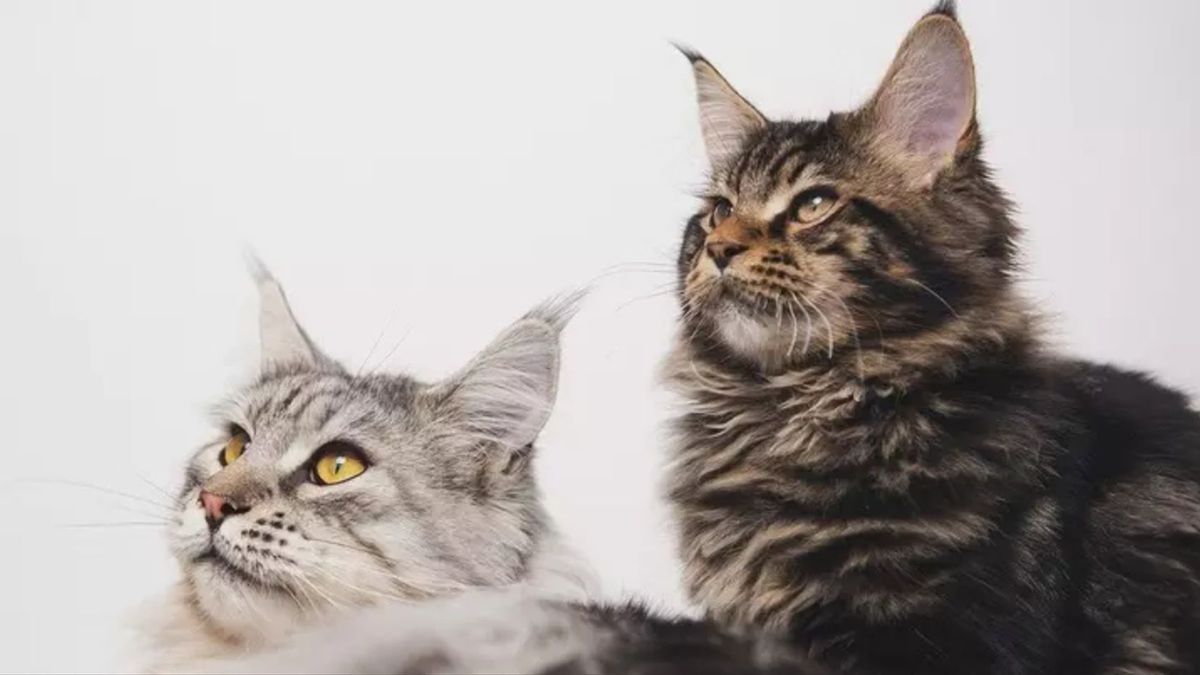 Порно сиськи в спермы