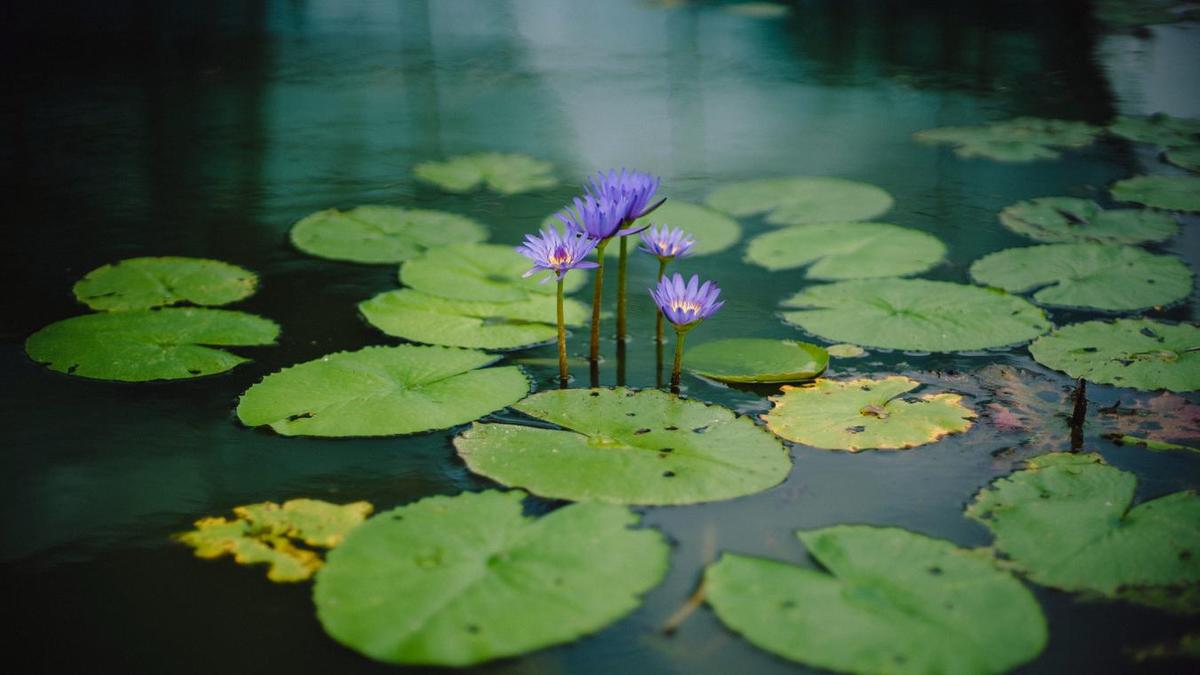 Несколько цветов, растущих из воды