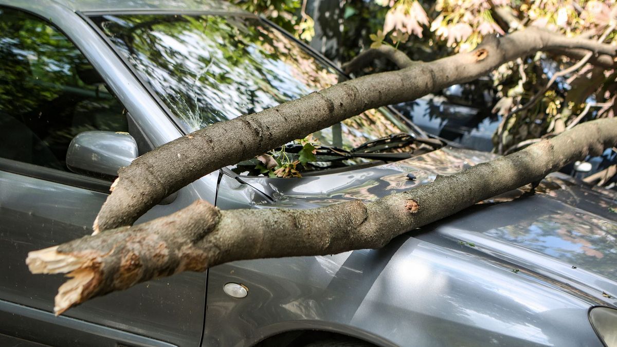 Дерево упало на автомобиль