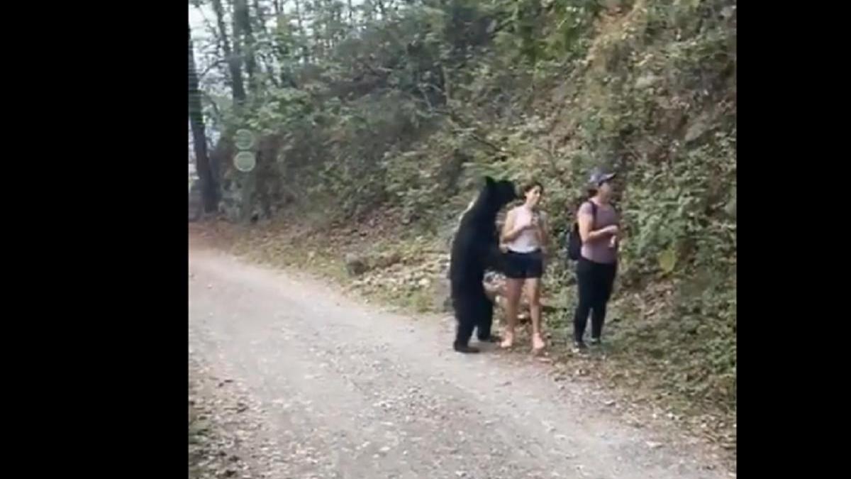 Нападение на девушку. Нападение медведя на девушку. Медведь растерзал женщину.