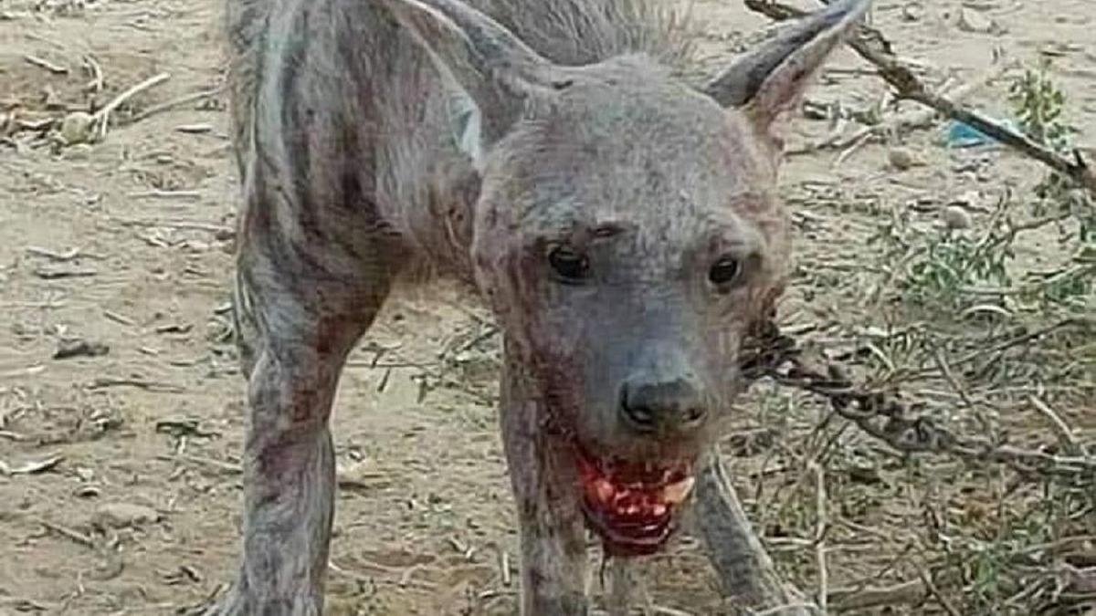 Жануар Жануар
