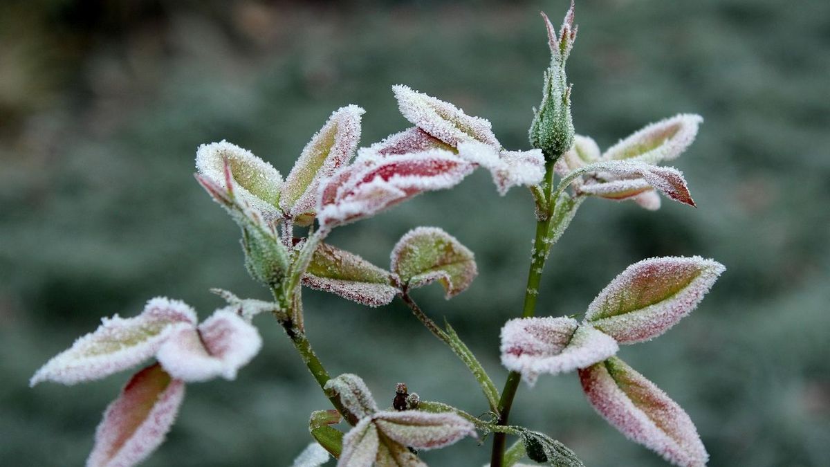 Үсікке ұрынған раушан гүлі