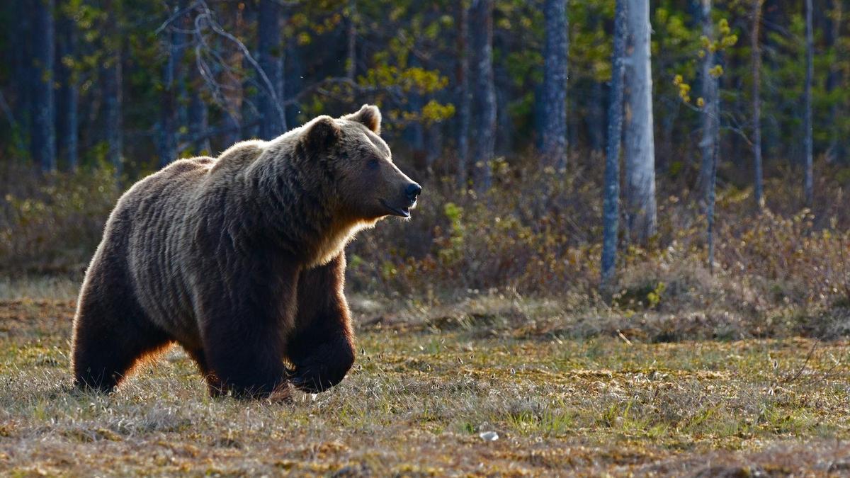 Бурый медведь в лесу