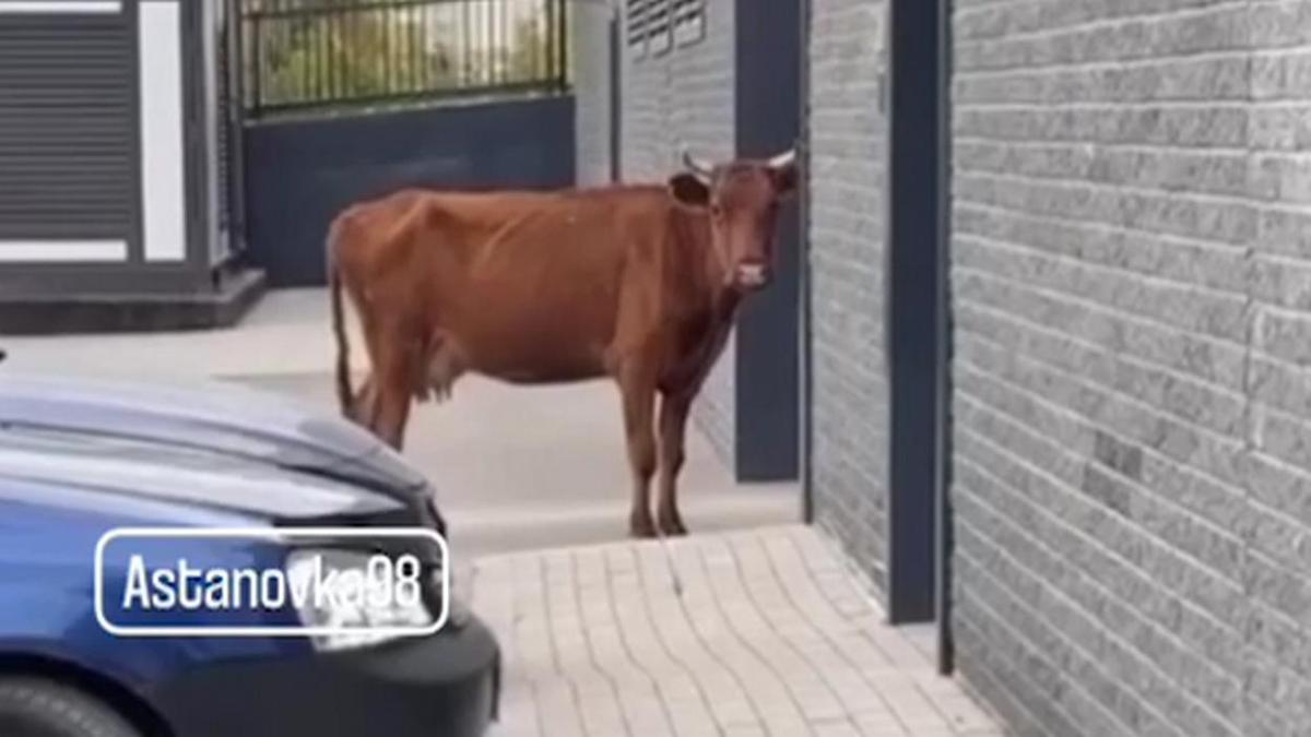 Корова в Астане