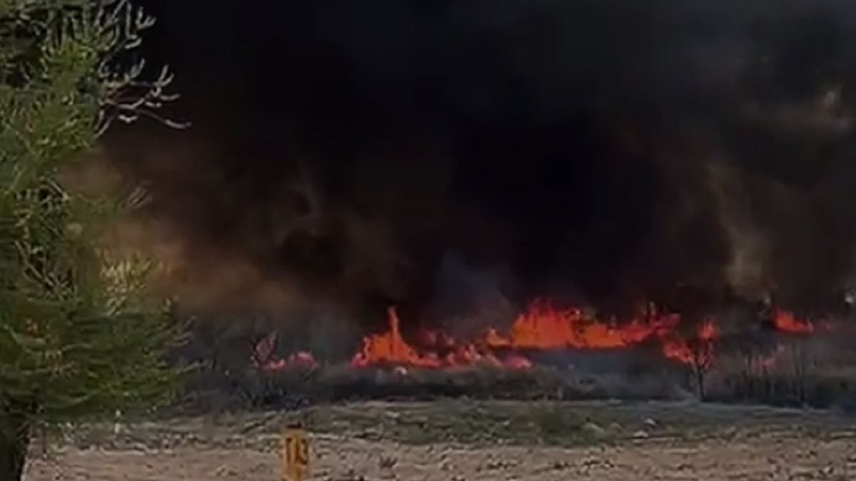 Горит камыш