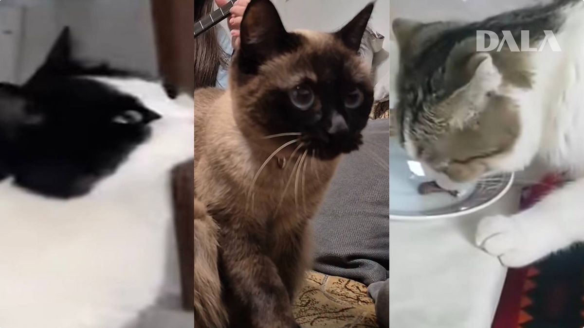 Коты из видеороликов