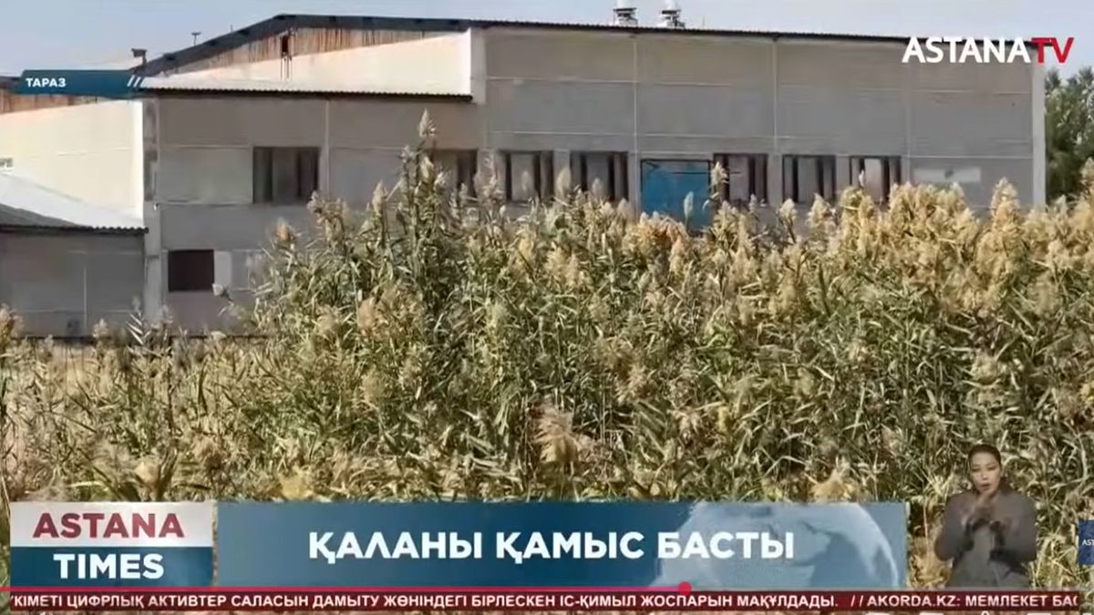 Тараздағы қалың қамыс