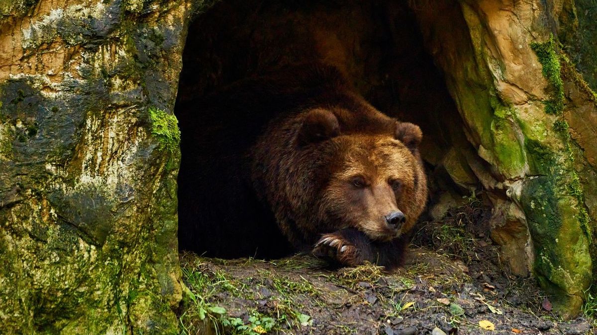 В Колорадо медведь проник в жилой дом через дверь, съел кошачий корм и вежливо ушел