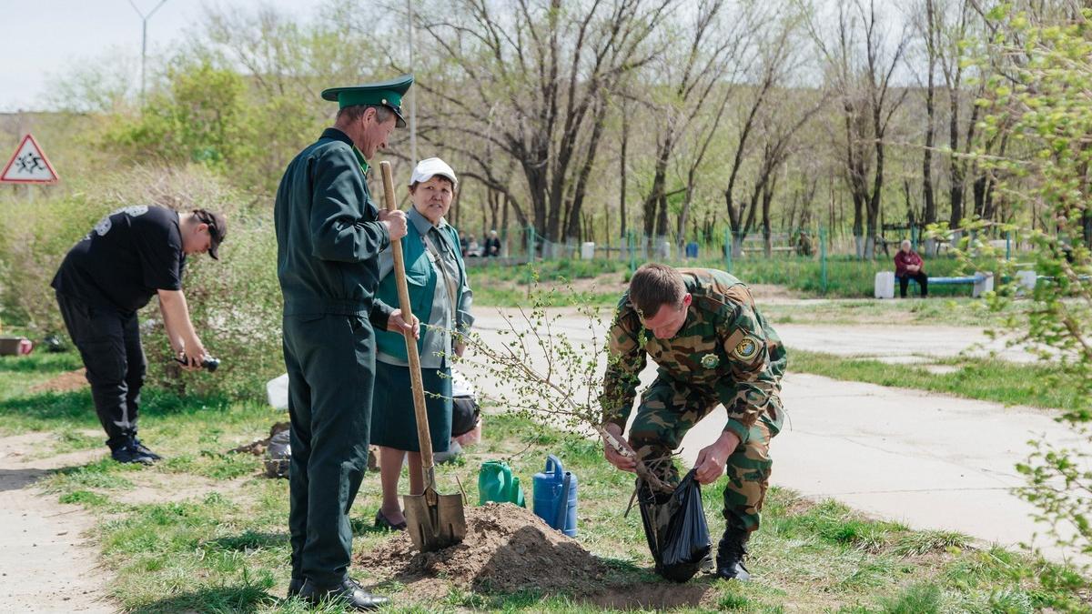 Посадка деревьев