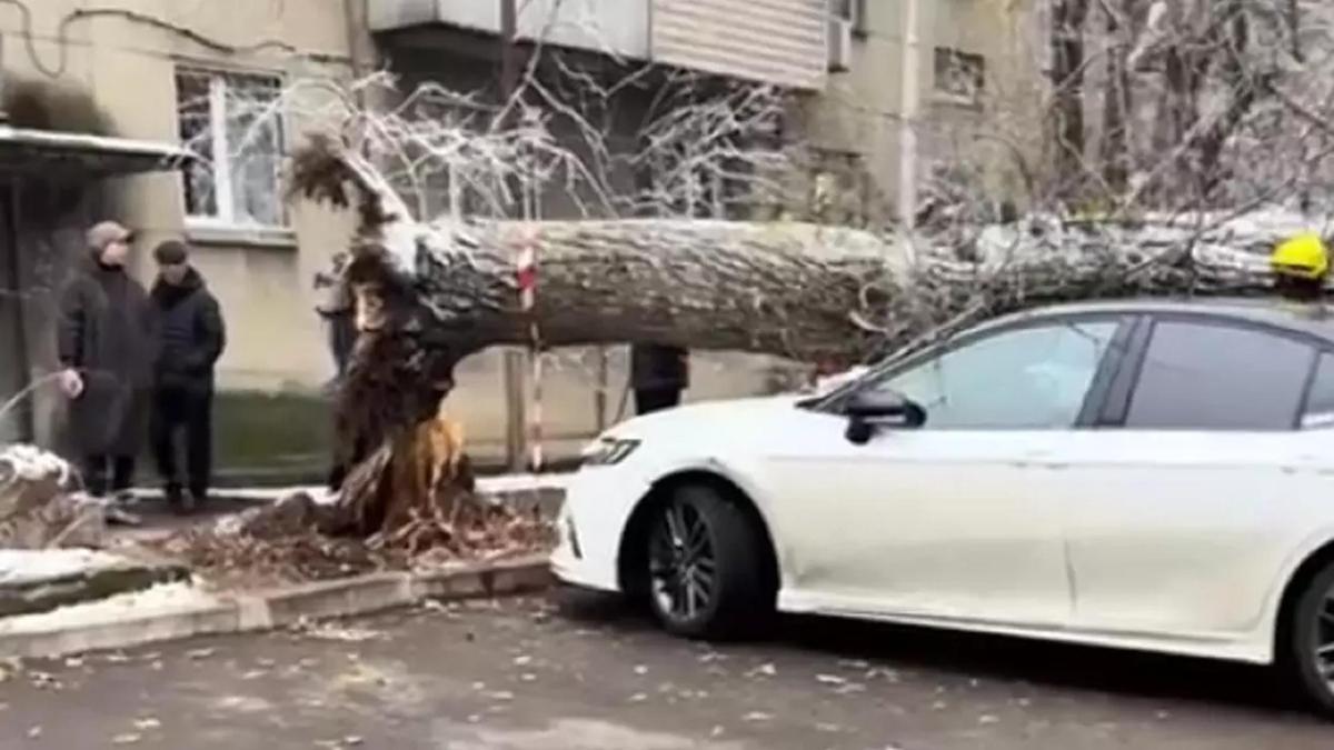 Алматыда шіріген ағаш көлікті басып қалды Алматыда шіріген ағаш көлікті басып қалды