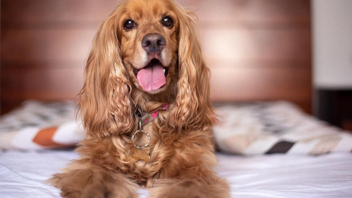 Американский кокер-спаниель: фото, описание собаки, характер породы - всё, что нужно знать