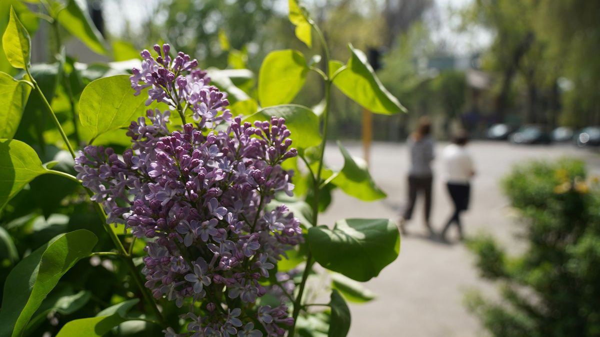 Көктем