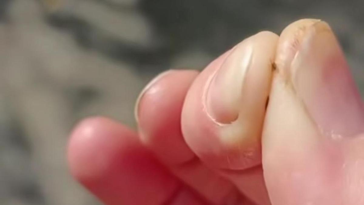 Блоха в руке