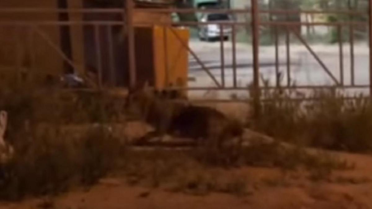 Шакал в Актау Шакал в Актау