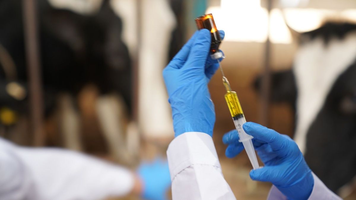 Вакцинация скота