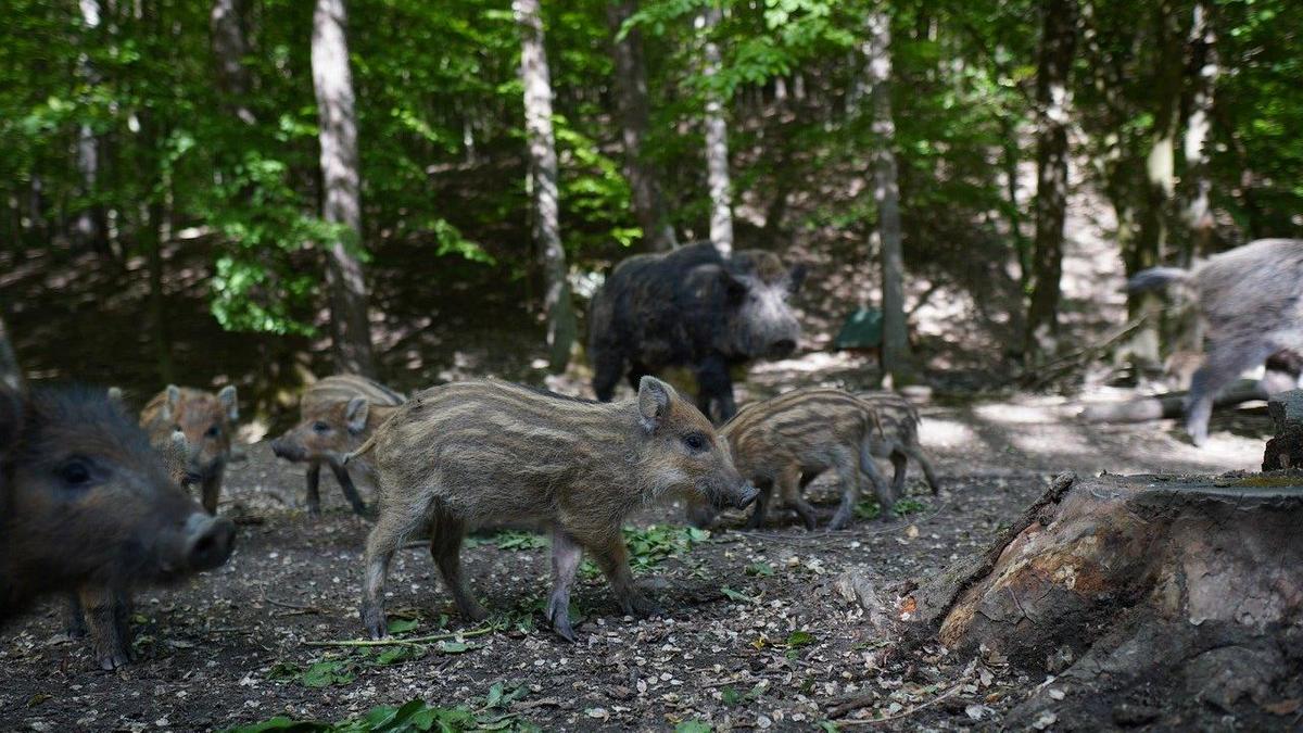 Стадо кабанов гуляет по лесу