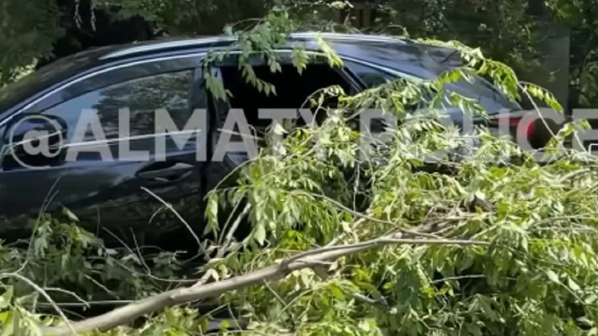 Дерево упало на Lexus в Алматы