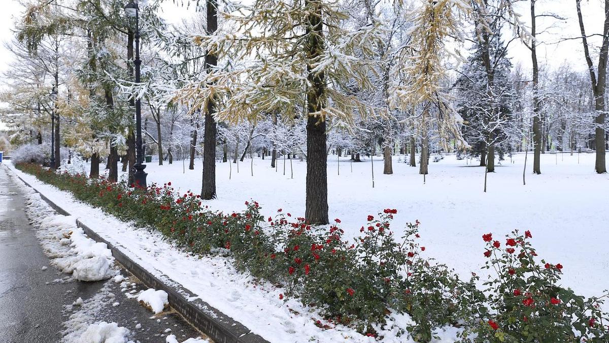 Цветы вдоль дороги под снегом