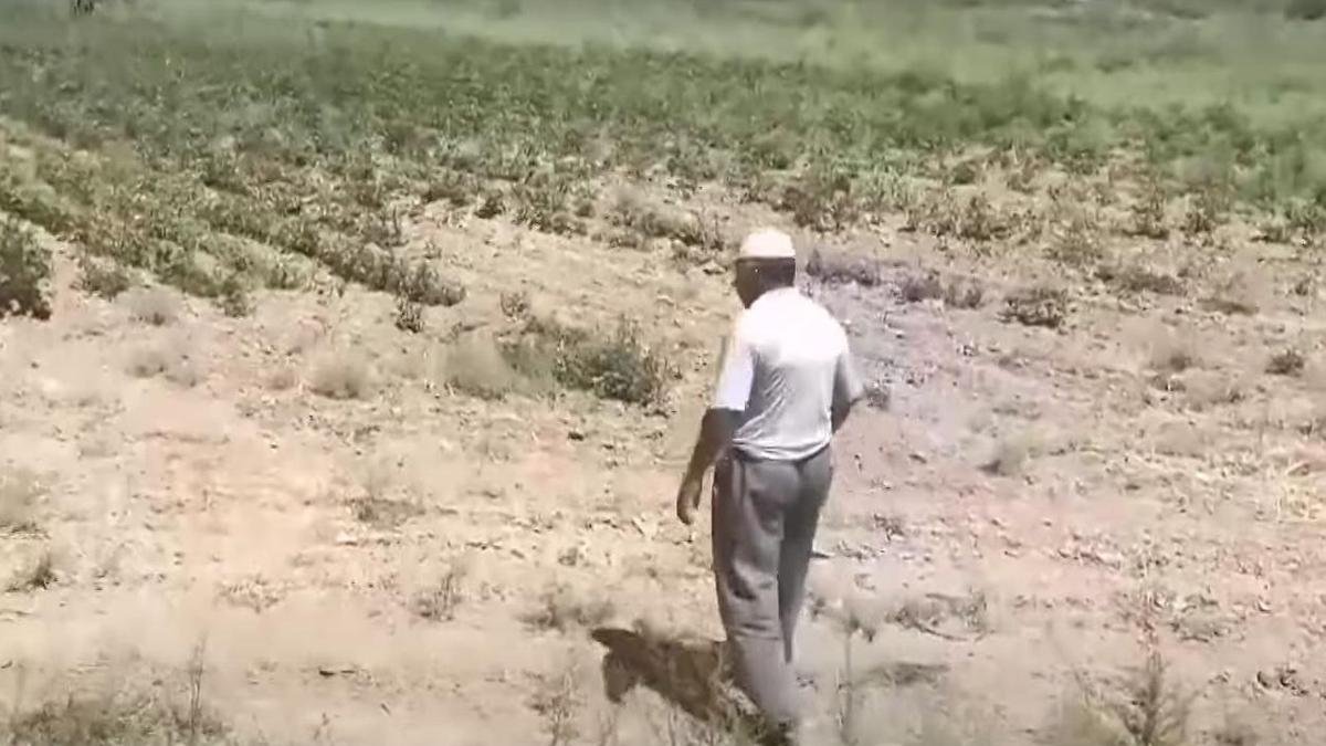 Поле