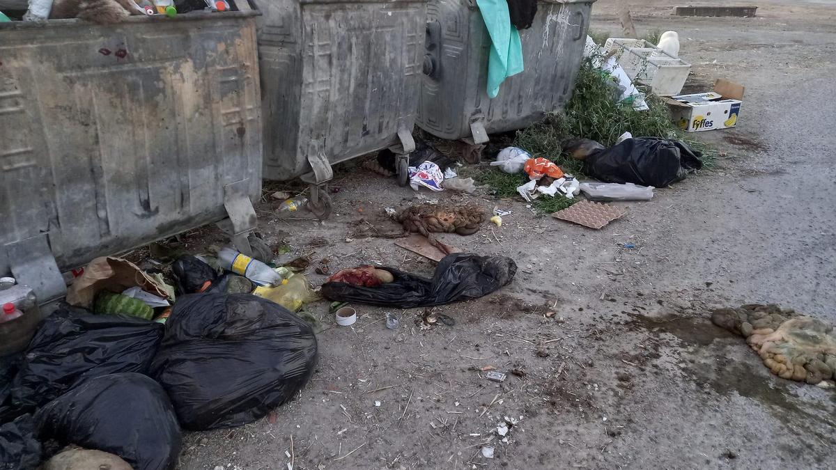 қоқысқа тасталған малдың ішек құрылысы қоқысқа тасталған малдың ішек құрылысы