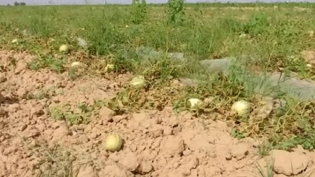 Урожай дыни