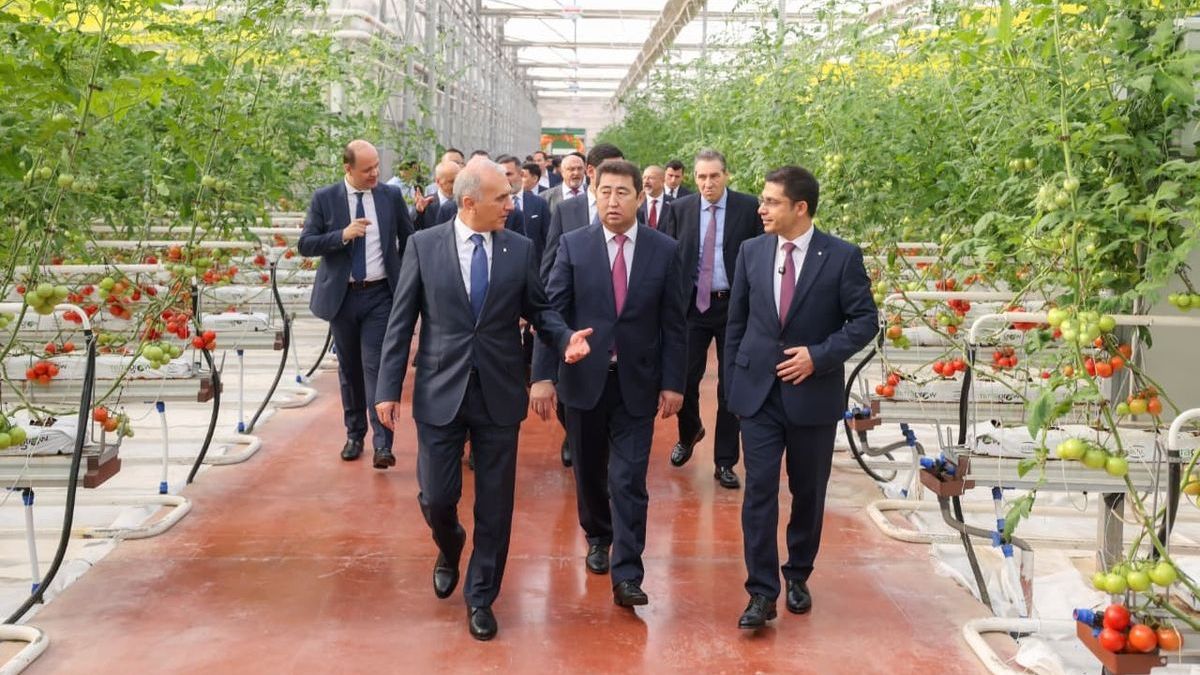 первый урожай в тепличном комплексе "Alsera kz"