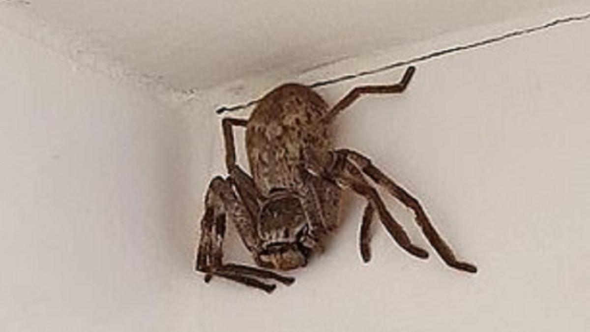 Огромный паук-охотник испугал женщину в Австралии