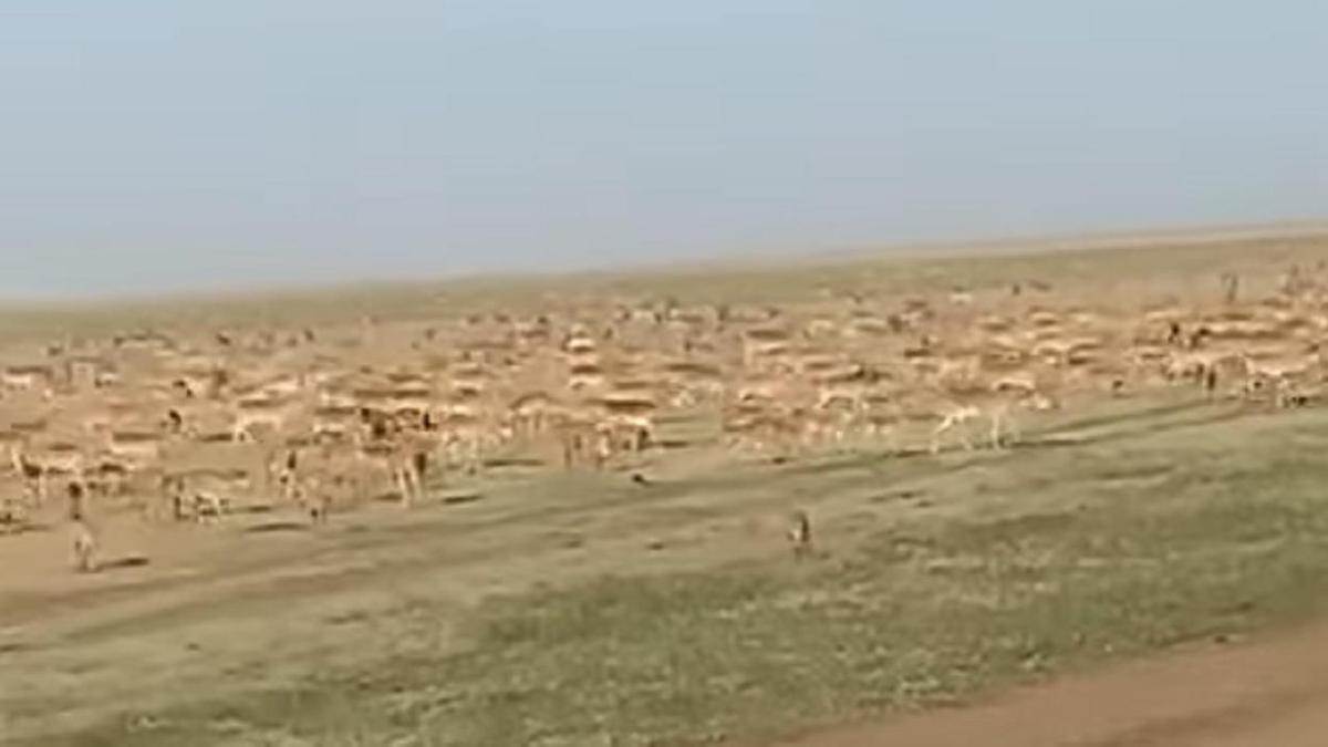 Стадо сайгаков Стадо сайгаков