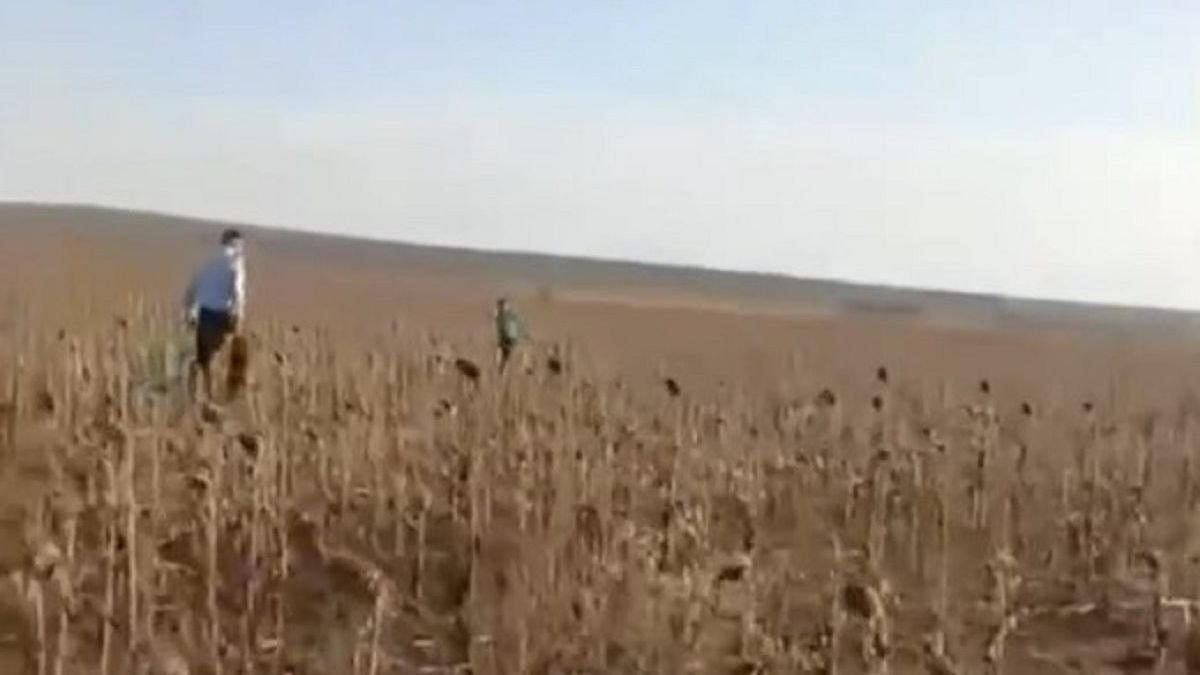 Ребенок в поле