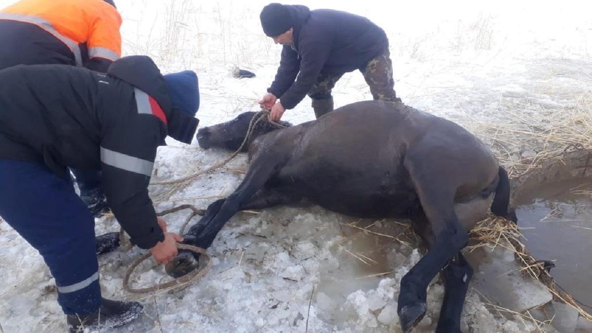 Спасатели вытащили лошадь из колодца