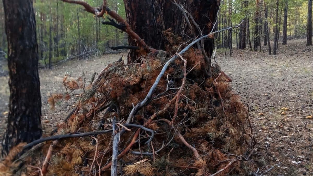 Кучи веток под деревом в области Абай Кучи веток под деревом в области Абай
