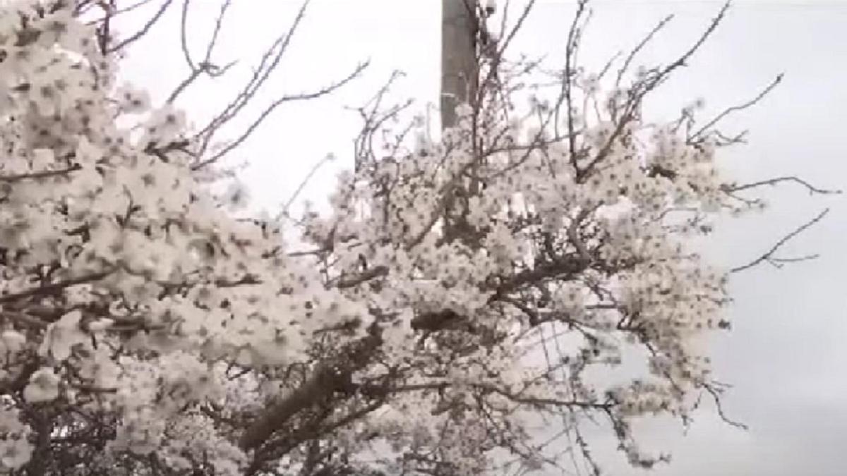 өрік ағаштары гүлдей бастады11 өрік ағаштары гүлдей бастады11