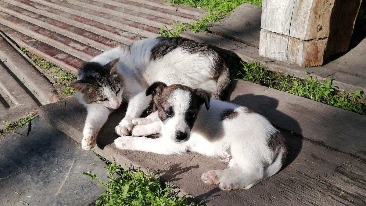 Кошка и щенок Кошка и щенок