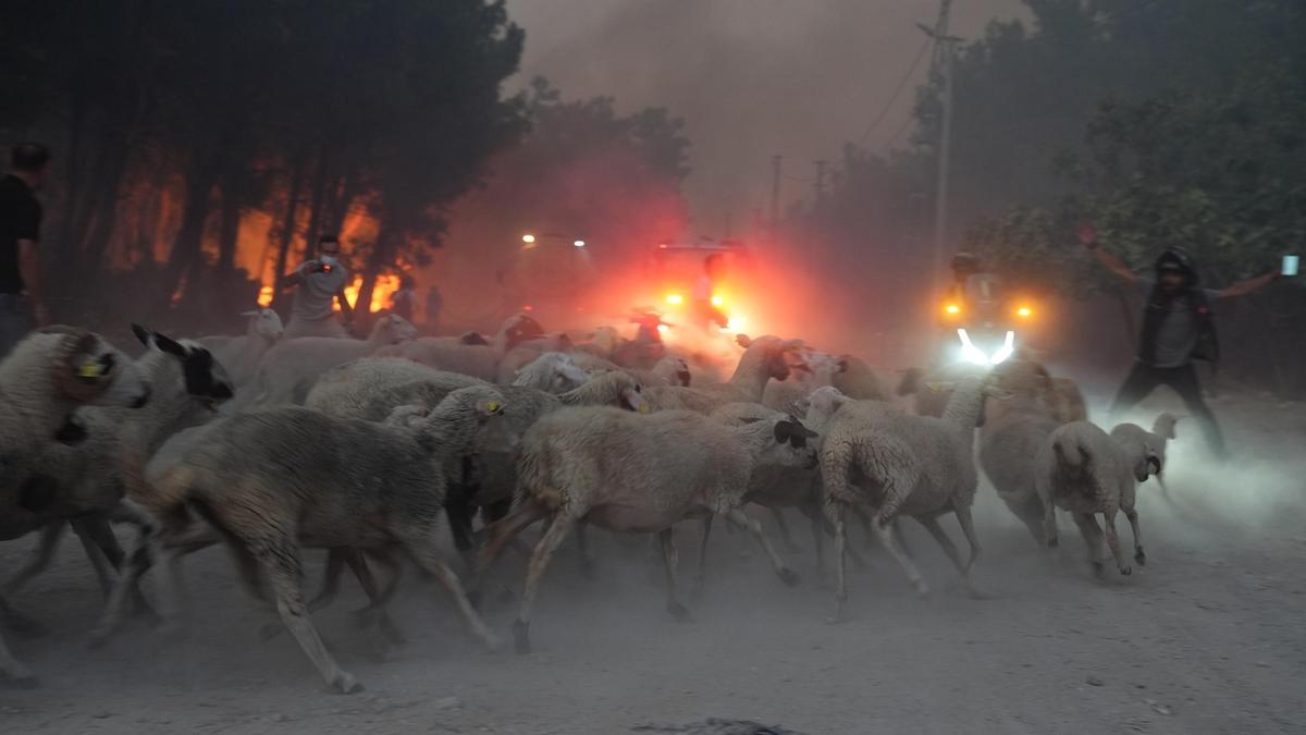 Лесные пожары в Турции