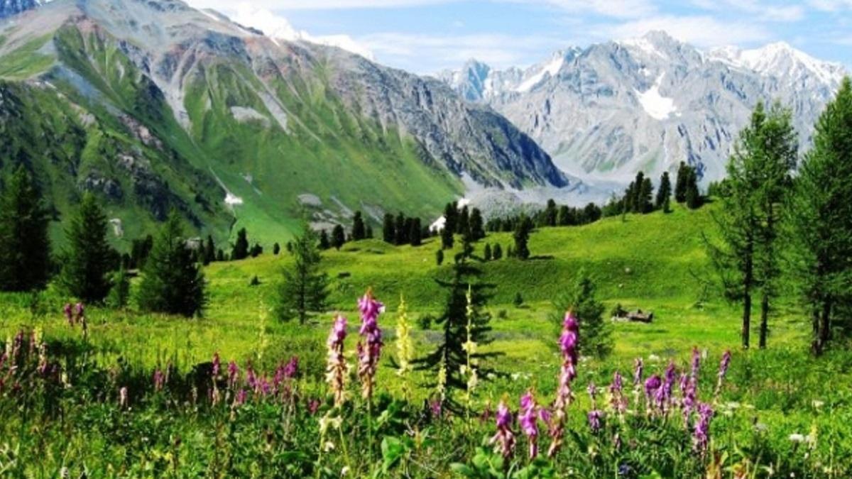 Катонқарағай