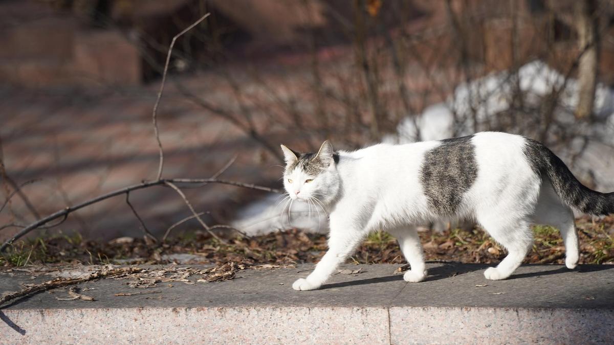 Кошка гуляет по городу