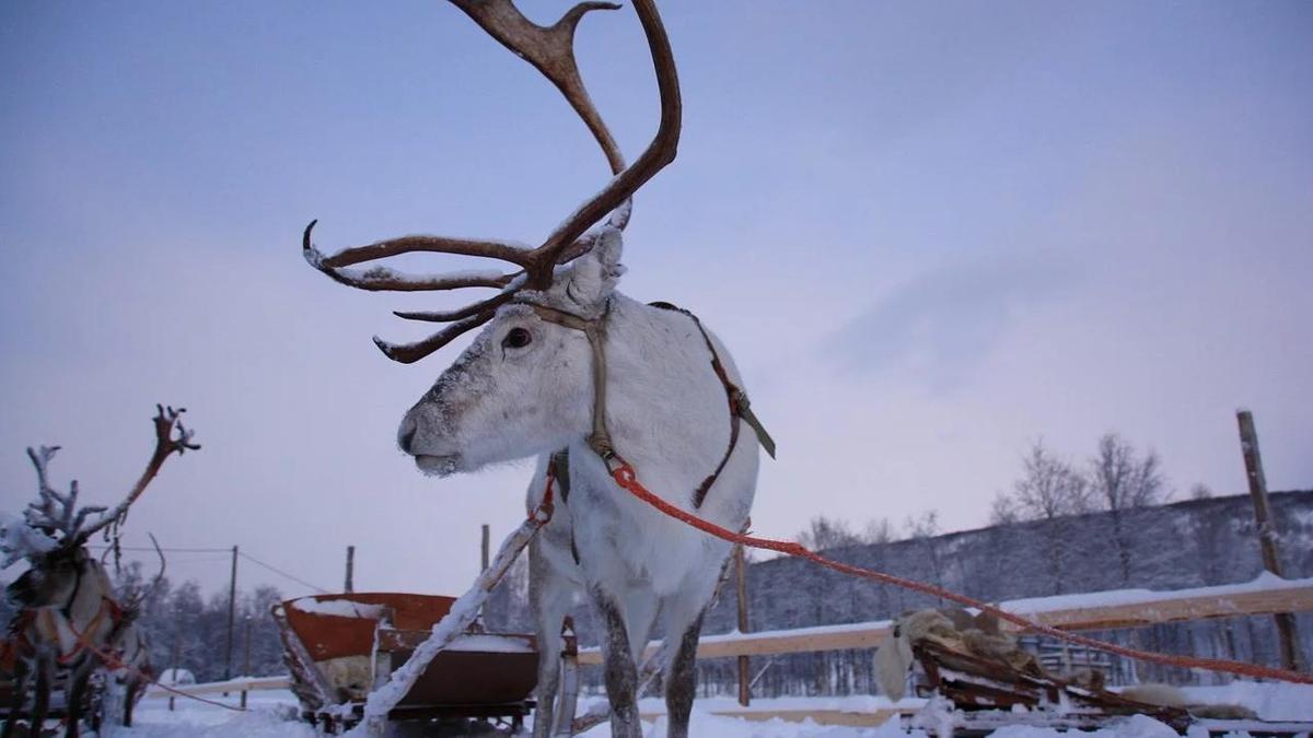 Олень