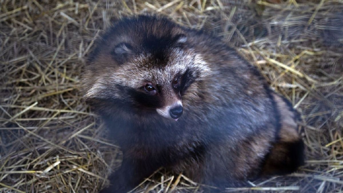 Енотовидная собака