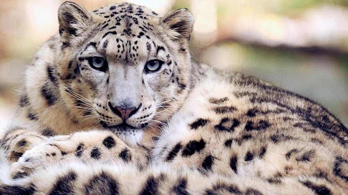 Pin de Dominika Kawiak em Rysunki em 2023 Tatuagem de animais, Fotos de animais