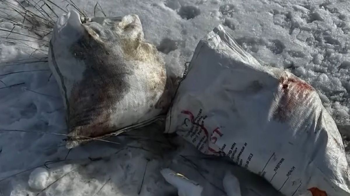 Мешки с останками собак