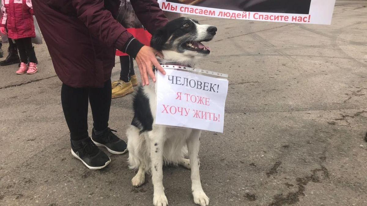 Человек стоит рядом с собакой и держит плакат