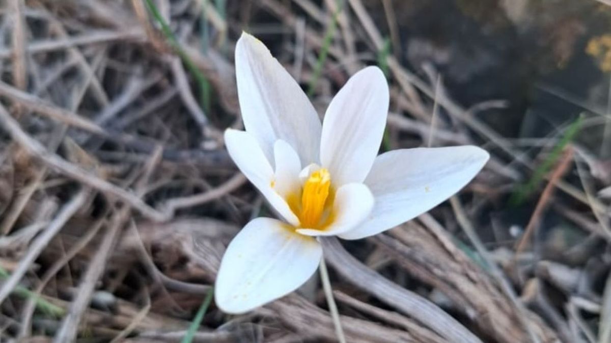 Подснежники