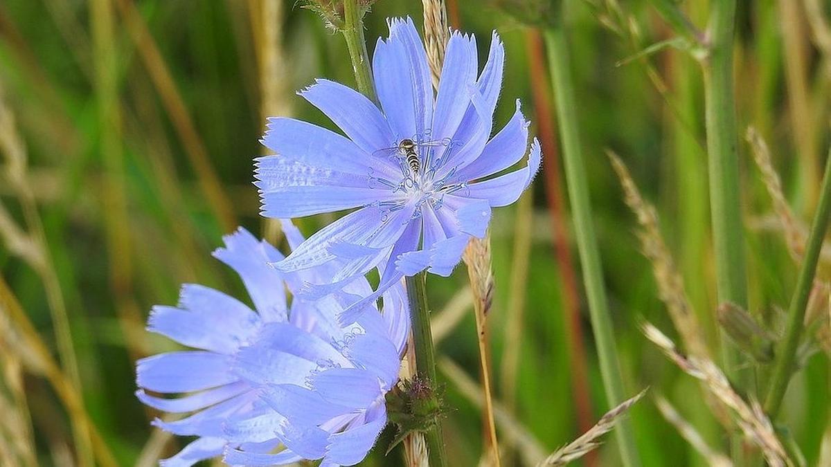 Цикорий польза и вред