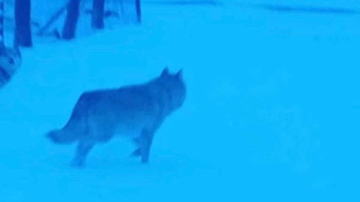 Волк в Каркаралинске