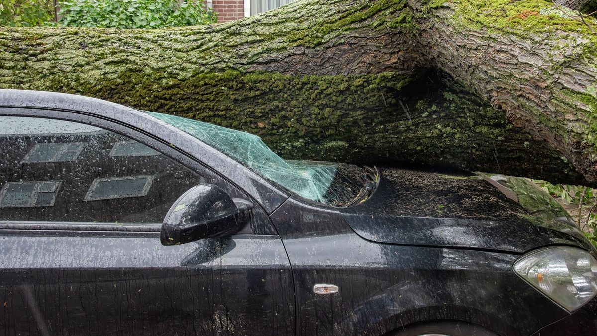 Дерево упало на автомобиль